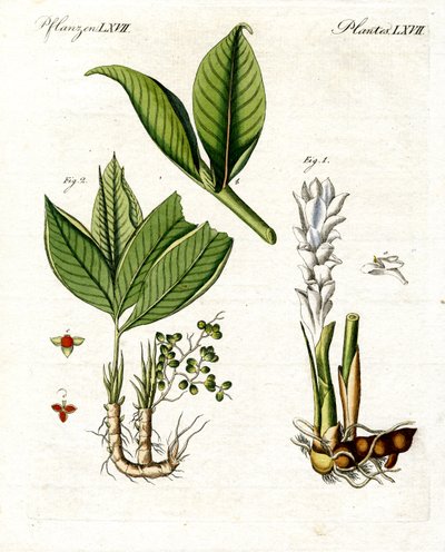 Şifalı Bitkiler by German School