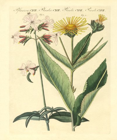 Şifalı Bitkiler by German School