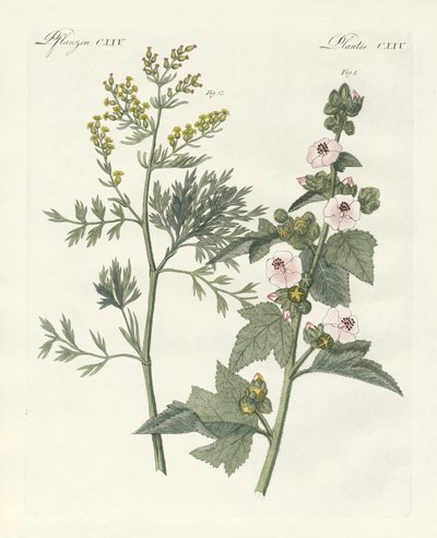 Şifalı Bitkiler by German School