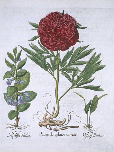 Hortus Eystettensis
