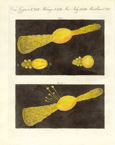 Meteor (renkli gravür) by German School
