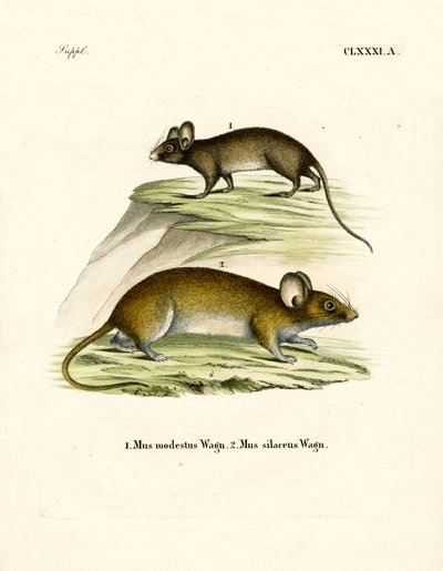Fareler (renkli gravür) by German School