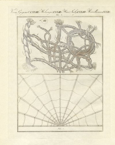 Mikroskobik nesneler (renkli gravür) by German School