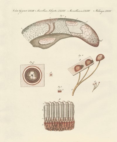 İnek dilinin mikroskobik çalışması by German School