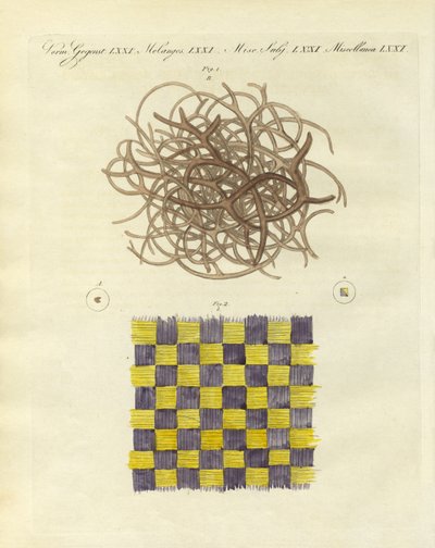 Deniz süngeri ve denizanasının mikroskobik görünümü (renkli gravür) by German School