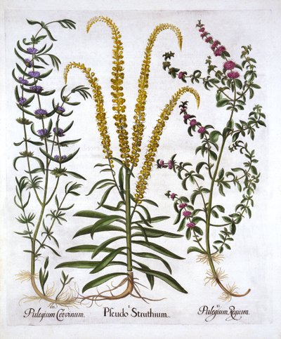 Hortus Eystettensis