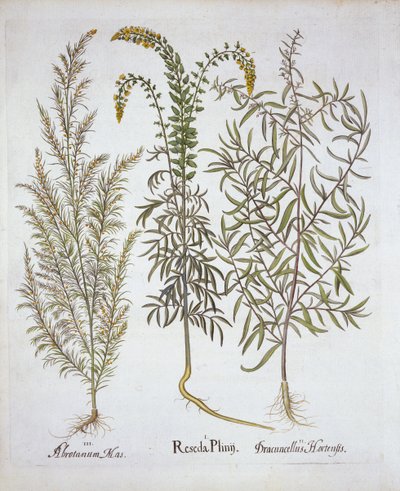 Hortus Eystettensis