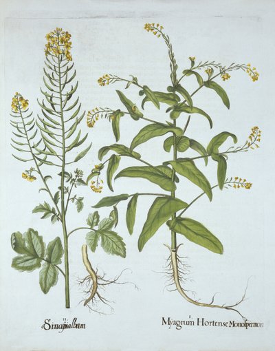 Hortus Eystettensis