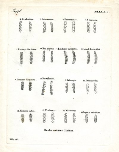 Azı dişleri (renkli gravür) by German School