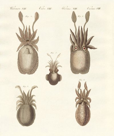Yumuşakçalar veya yumuşak solucanlar (renkli gravür) by German School