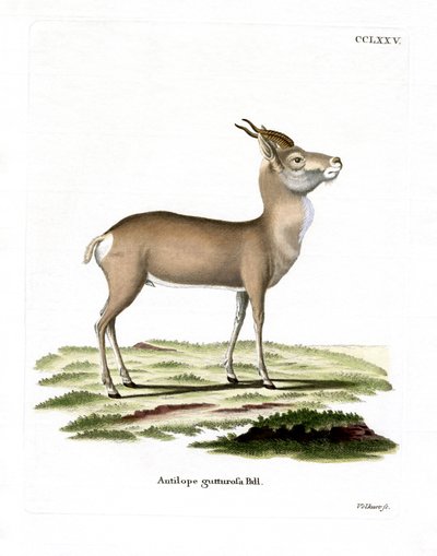 Moğol Ceylanı (renkli gravür) by German School