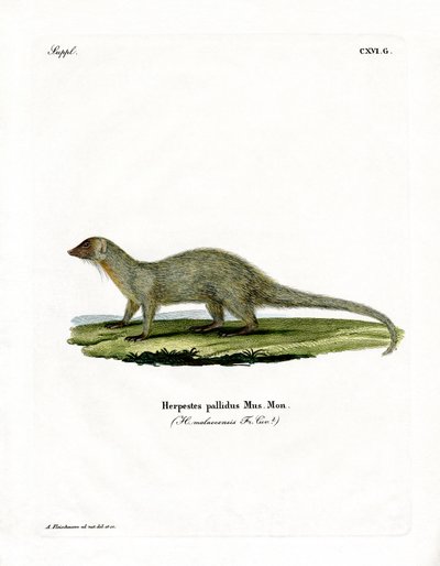 Firavun faresi (renkli gravür) by German School