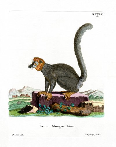 Mongoose Lemur (renkli gravür) by German School