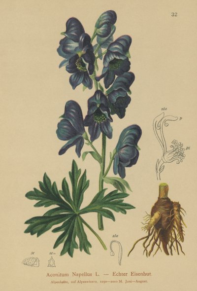Monkshood (Acontium Napellus) by German School