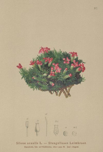 Moss Campion (Silene acaulis) by German School