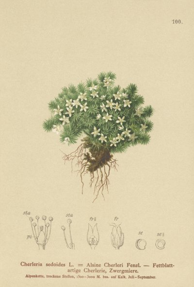 Yosunlu Cyphel (Cherleria sedoides, Minuartia sedoides, Alsine Cherleri) by German School