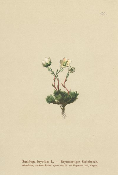 Yosunlu Saxifrage (Saxifraga bryoides) by German School