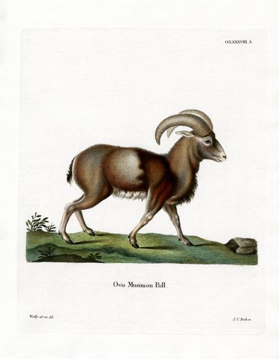 Mouflon (renkli gravür) by German School
