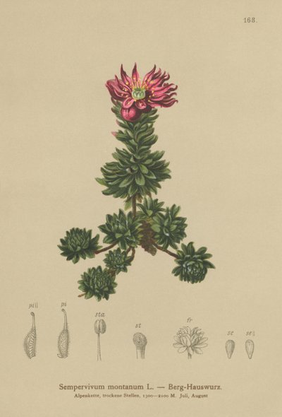 Dağ Evileek (Sempervivum montanum) by German School