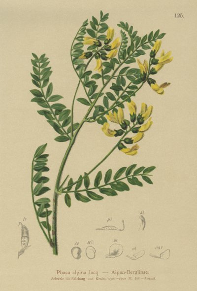 Dağ Mercimek (Phaca alpina, Astragalus alpinus, Astragalus penduliflorus, Colutea alpina, Phaca alpina, Tragacantha penduliflora) by German School