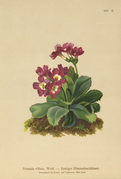 Dağ Primulası (Primula villosa) by German School