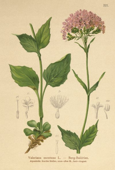 Dağ Kediotu (Valeriana montana) by German School