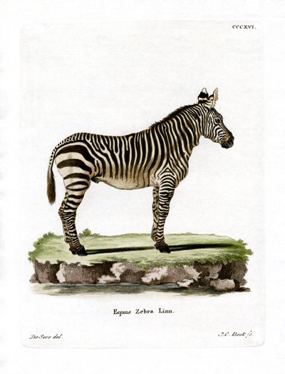 Dağ Zebrası (renkli gravür) by German School