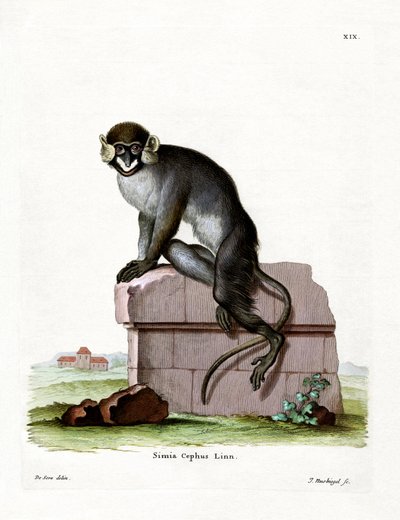 Bıyıklı Guenon (renkli gravür) by German School