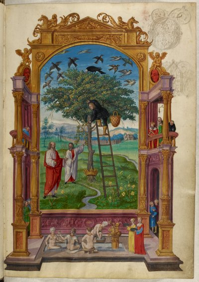 Ms Harley 3469, f.15 Taçlı altın ağaç, Diğer Mesel, Salomon Trismosin
