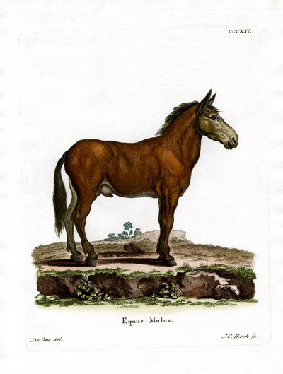 Katır (renkli gravür) by German School