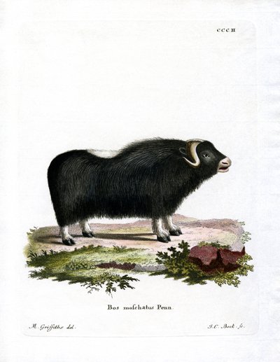 Misk Öküz (renkli gravür) by German School