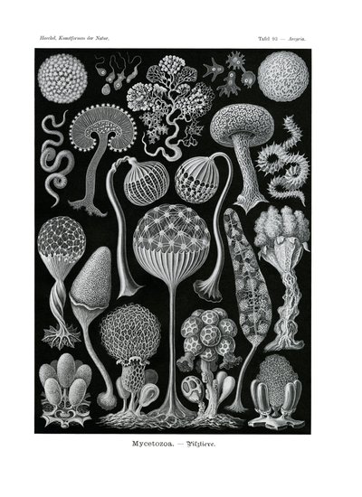Miketozoa, 1899-1904 by German School