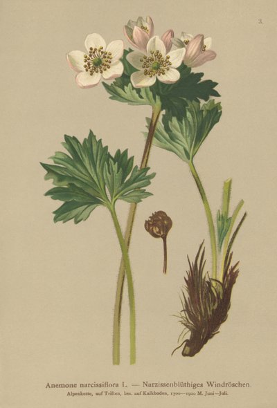 Nergis çiçekli Anemon (Anemon narcissiflora) by German School