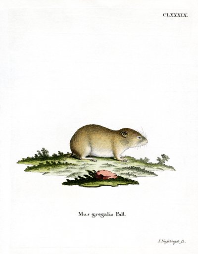 Dar başlı Vole (renkli gravür) by German School