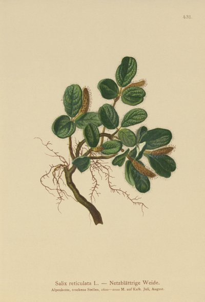 Ağ Yapraklı Söğüt (Salix reticulata) by German School