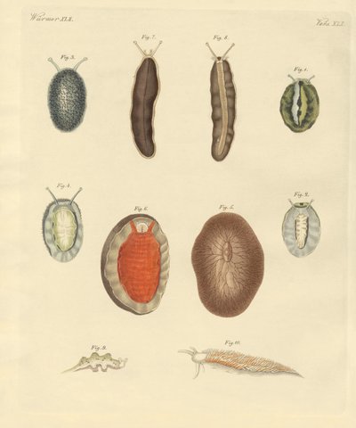 New-foundes solucanlar (renkli gravür) by German School