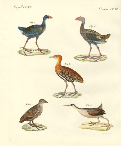 Yeni kuşlar (renkli gravür) by German School