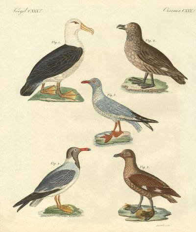 Yeni kuşlar (renkli gravür) by German School