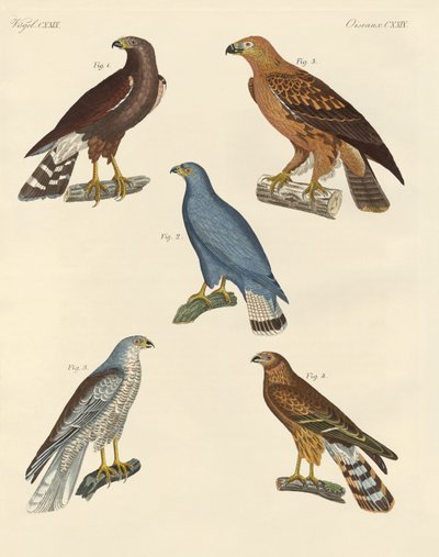 Yeni bilinen yırtıcı kuşlar (renkli gravür) by German School