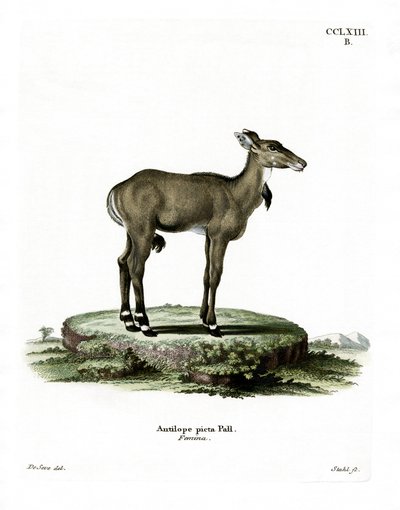 Nilgai (renkli gravür) by German School
