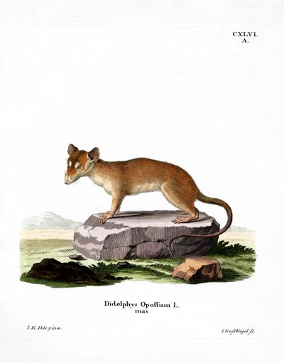 Kuzey Amerika Opossum (renkli gravür) by German School