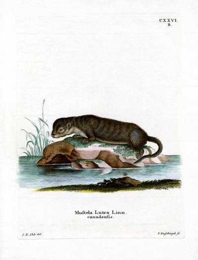 Kuzey Amerika Otter (renkli gravür) by German School