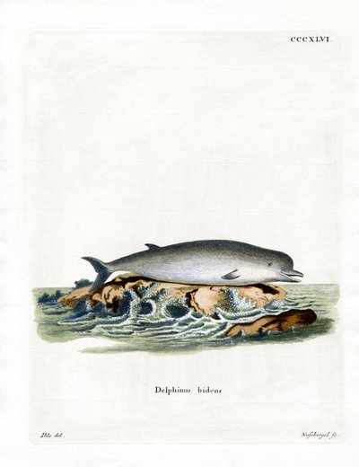 Kuzey Şişe Burunlu Balina (renkli gravür) by German School