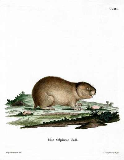 Kuzey Köstebek Vole (renkli gravür) by German School