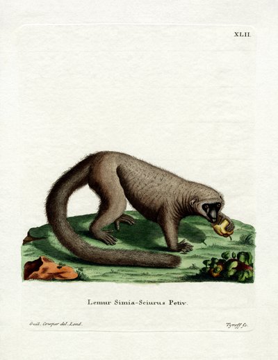 Kuzey Olingo (renkli gravür) by German School