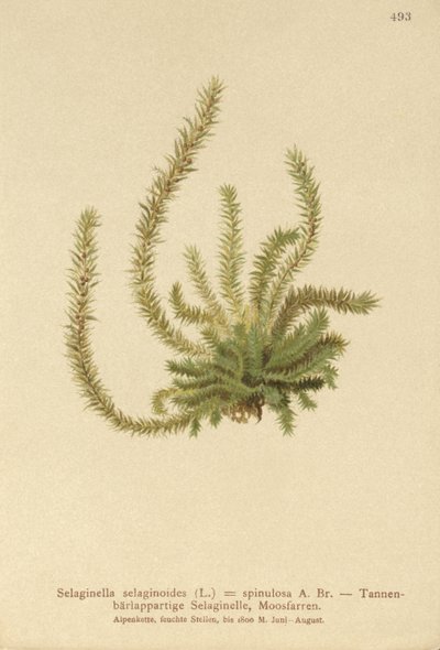 Kuzey Spikemoss (Selaginella selaginoides, Selaginella spinulosa, Lycopodium selaginoides, Bernhardia spinosa) by German School