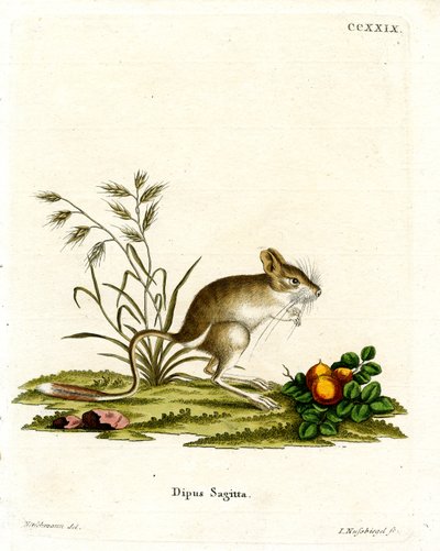 Kuzey Üç Parmaklı Jerboa (renkli gravür) by German School