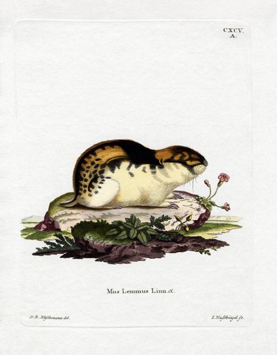 Norveç Lemming (renkli gravür) by German School
