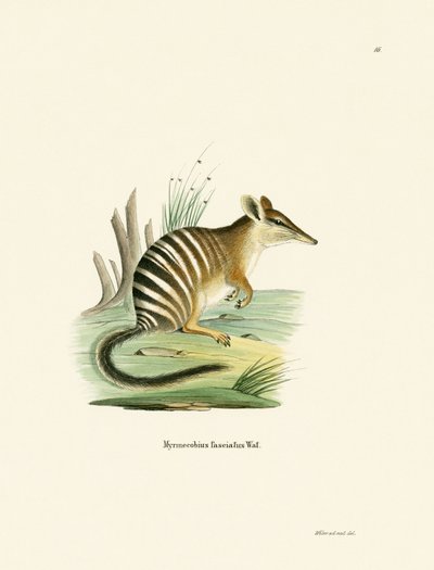 Numbat (renkli gravür) by German School