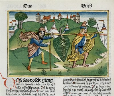 Sayılar 13 23 Nürnberg İncilinden Eshcol Üzümleri (Biblia Sacra Germanica) (renkli gravür) by German School